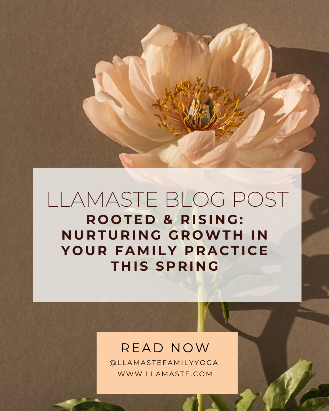 🌿Rooted & Rising: Nurturing Growth in Your Family Practice This Spring